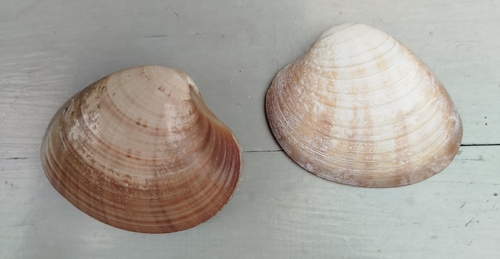 Smooth Clam