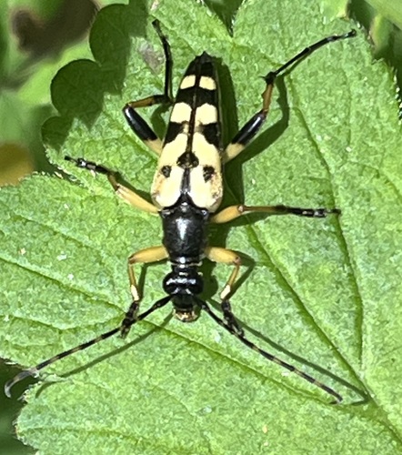 Spotted Longhorn Beetle