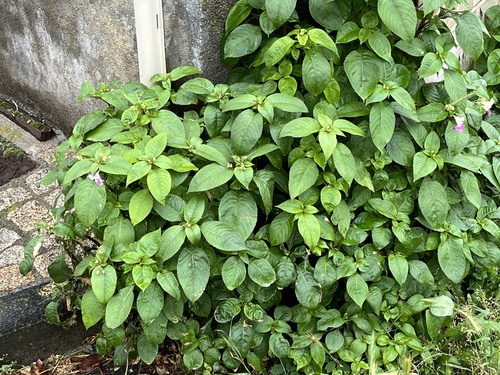 Kashmir Balsam