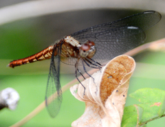 Erythrodiplax basalis