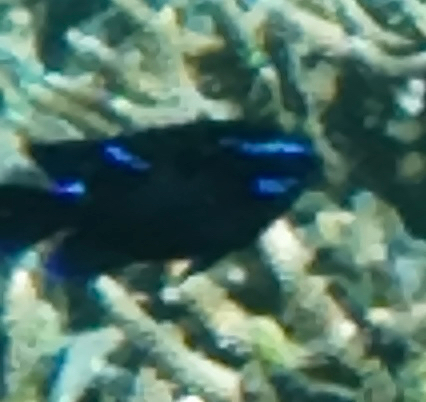 Neoglyphidodon oxyodon observed 2026-06-08