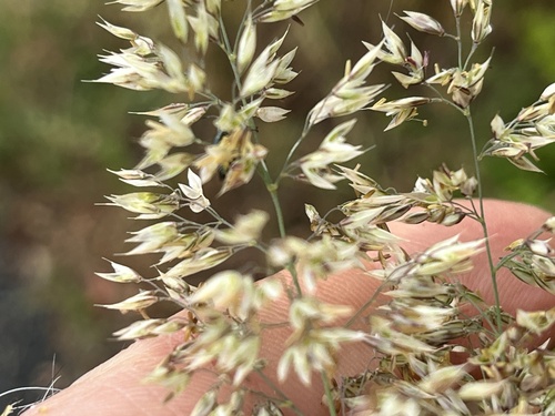 creeping velvet grass