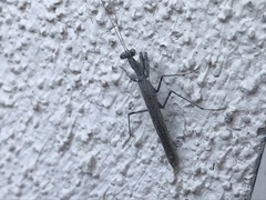 Litaneutria pacifica