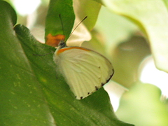 Mylothris