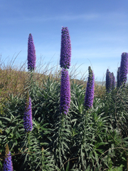 Echium candicans