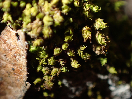 Zygodon rupestris observed 2026-06-07