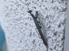 Litaneutria pacifica