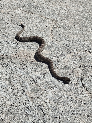 iNaturalist observation photo of Northern Pacific Rattlesnake
