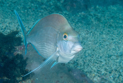 Nemadactylus douglasii