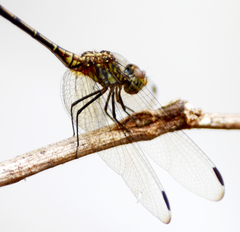 Erythrodiplax basalis