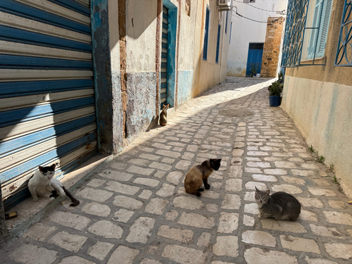 Domestic Cat