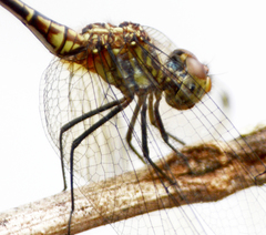 Erythrodiplax basalis