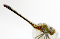 Erythrodiplax basalis