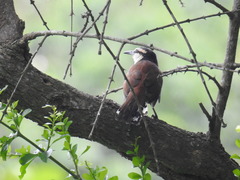 Campylorhynchus chiapensis