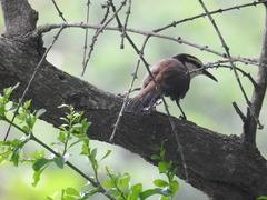 Campylorhynchus chiapensis