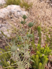 Eryngium tricuspidatum, photograph (c) Gianmaria Bonari, some rights reserved (CC BY)