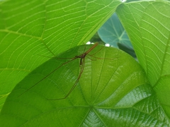Tetragnatha nitens