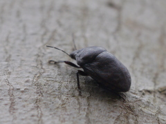 Tetyra bipunctata