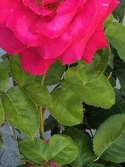 Rosa