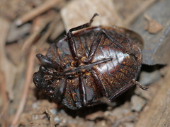 Tetyra bipunctata