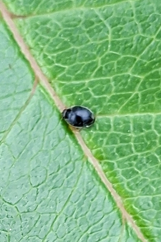 Schwarzer Kugelmarienkäfer