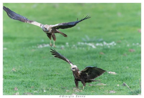 Western Marsh Harrier