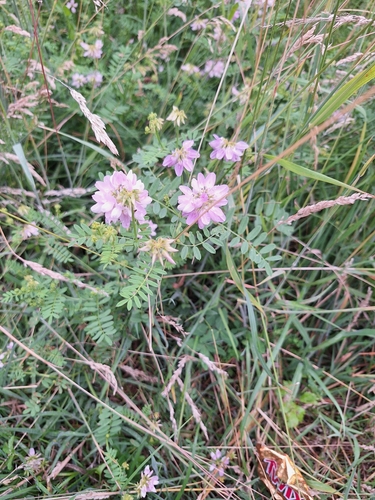 purple crownvetch