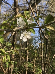 Prunus avium