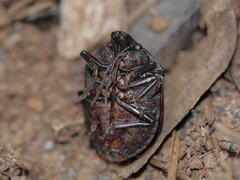 Tetyra bipunctata
