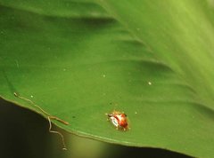 Aspidimorpha furcata