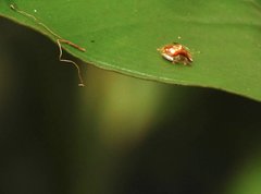 Aspidimorpha furcata