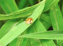 Aspidimorpha furcata