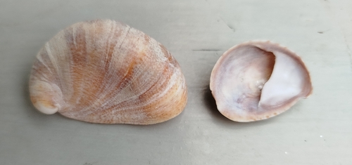 Common Atlantic Slippersnail
