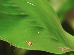 Aspidimorpha furcata