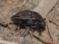 Tetyra bipunctata
