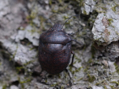 Tetyra bipunctata