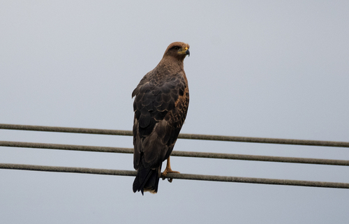 Savanna Hawk