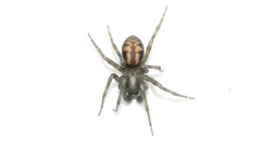 Callobius bennetti