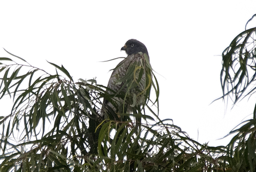 Roadside Hawk