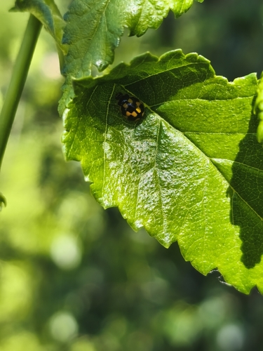 Fourteen-spotted Lady Beetle