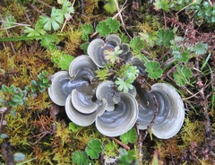 Arrhenieae