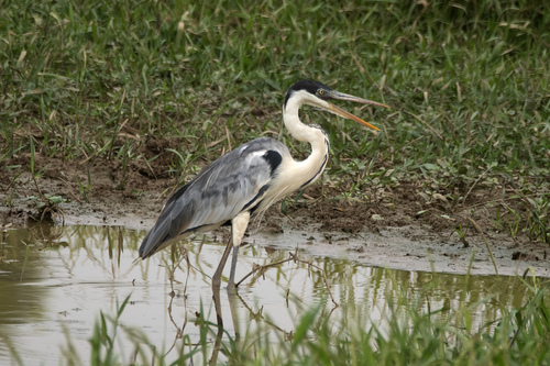Cocoi Heron