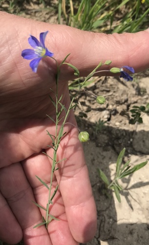 Meadow flax (Linum pratense)