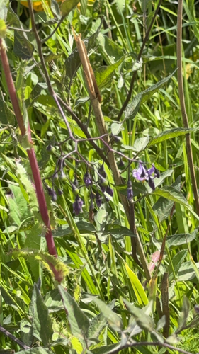 bittersweet nightshade