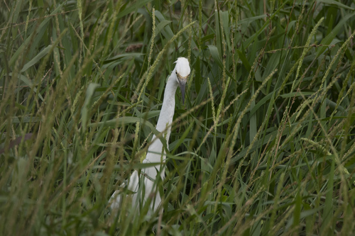 Snowy Egret