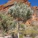 Corymbia collina - Photo (c) Dean Nicolle, some rights reserved (CC BY-NC), uploaded by Dean Nicolle
