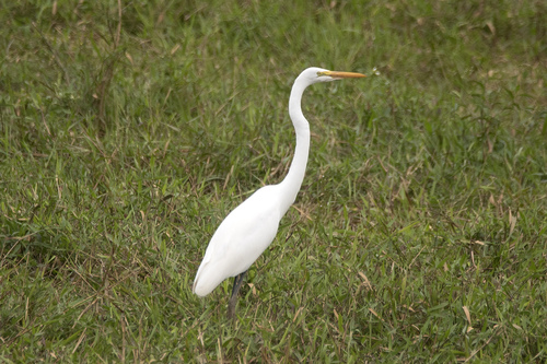 Great Egret
