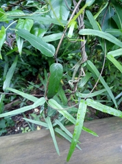 Parsonsia heterophylla