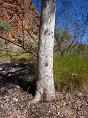 Corymbia collina