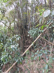 Bambusa dolichoclada